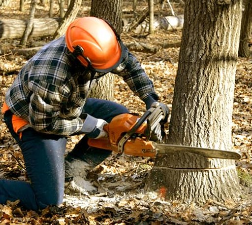 Tree Removal in Ironton, MN